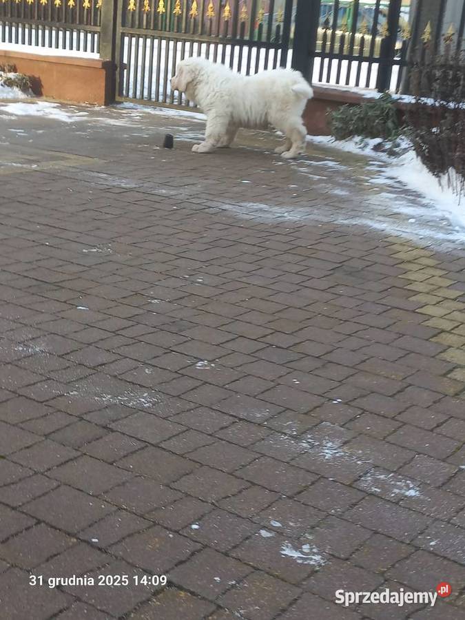 Owczarek podhalański Owczarek Baranów