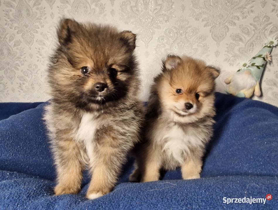 Szpic miniaturowy Pomeranian