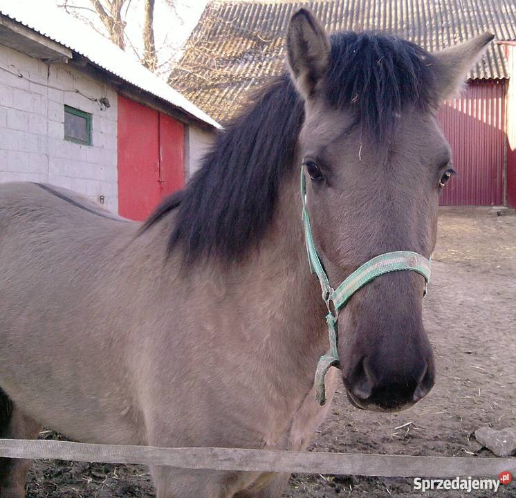 Koń Ogier Konik Polski Sobótka