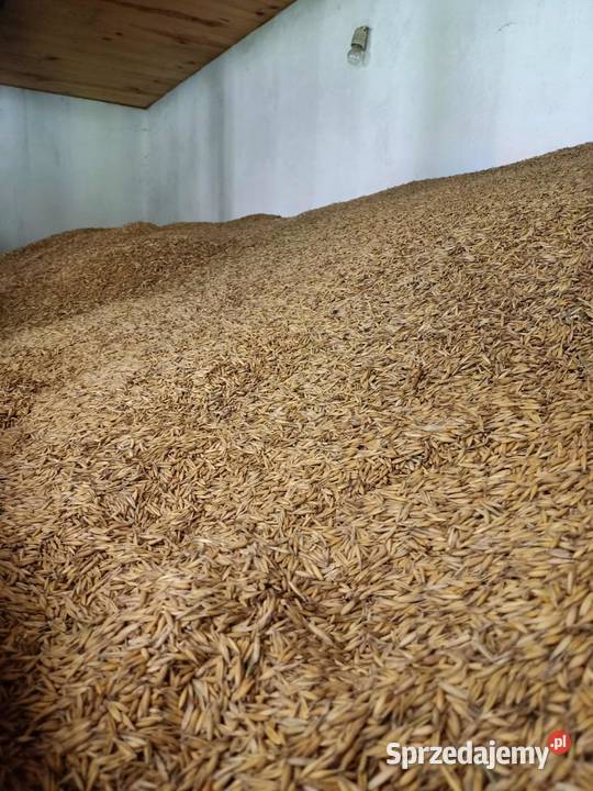 Sprzedam owies odmiana Rambo z 2025r podkarpackie sprzedam