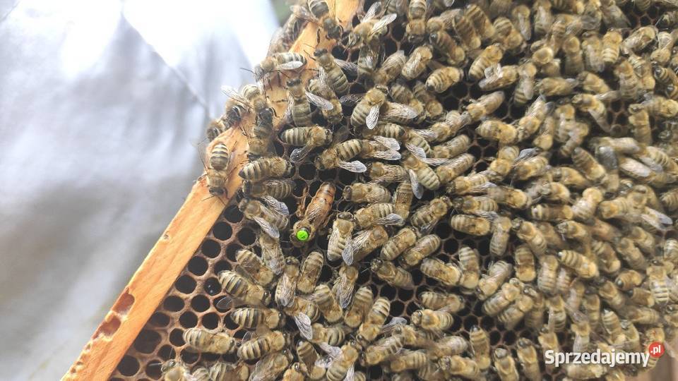 ręki Odkłady pszczele 5 ramkowe wielkopolskie Wolinia