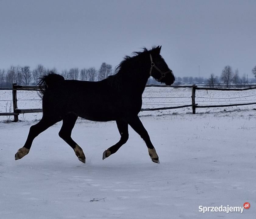 Sprzedam wałacha Konie Jabłoń sprzedam