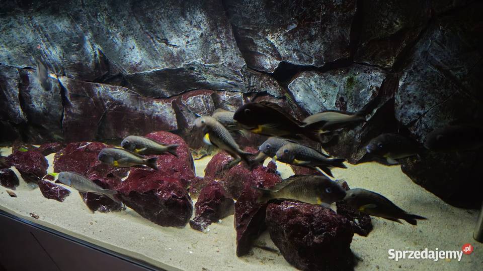 Akwarium z rybami WF Tropheus sp Crescentic Lesko