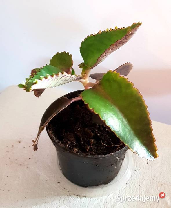 Domowa Apteczka Lecznicza Żyworódka lepsza sprzedam