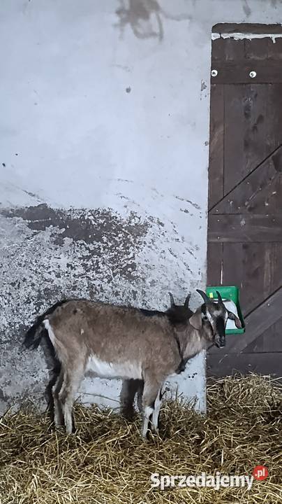 3 kozy pomorskie Zawory