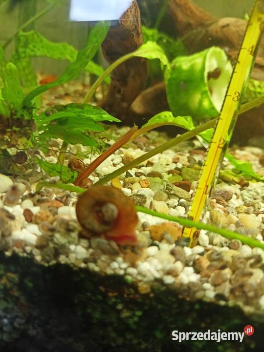 Ślimaki do akwarium