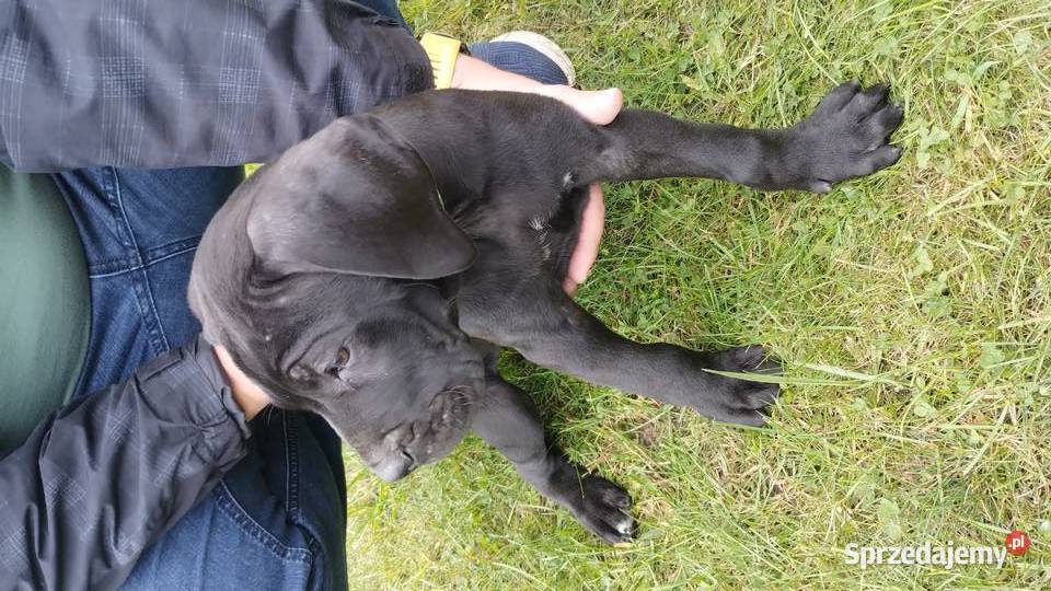 Piękne Szczeniaki Cane Corso Italiano Cane Corso mazowieckie