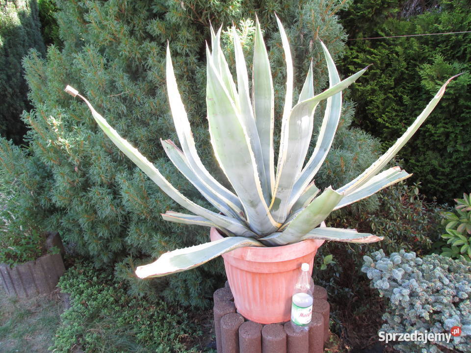 Ponad 3oletnia dwukolorowa agawa Agave americana małopolskie