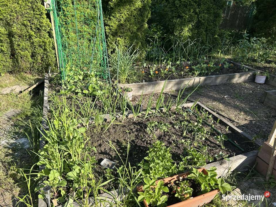 Sprzedam działkę ROD Kajetany