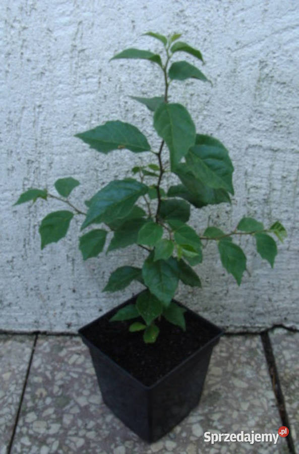 KUDRANIA Cudrania tricuspidata sadzonki w Ustronie