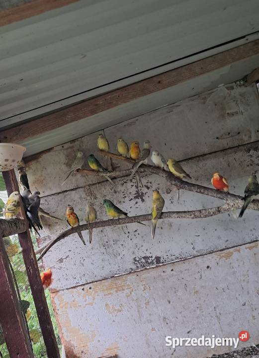 Papugi świergoty różne mutacje Bochnia