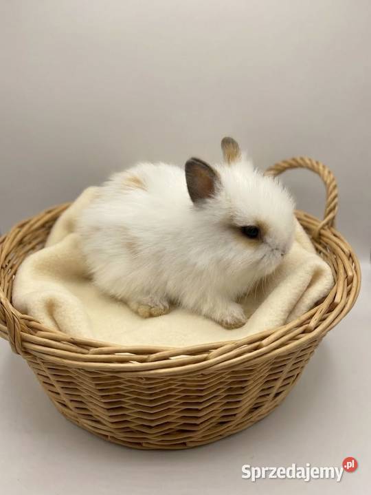 Króliki miniaturowe TEDDY przeurocze oswojone Starachowice