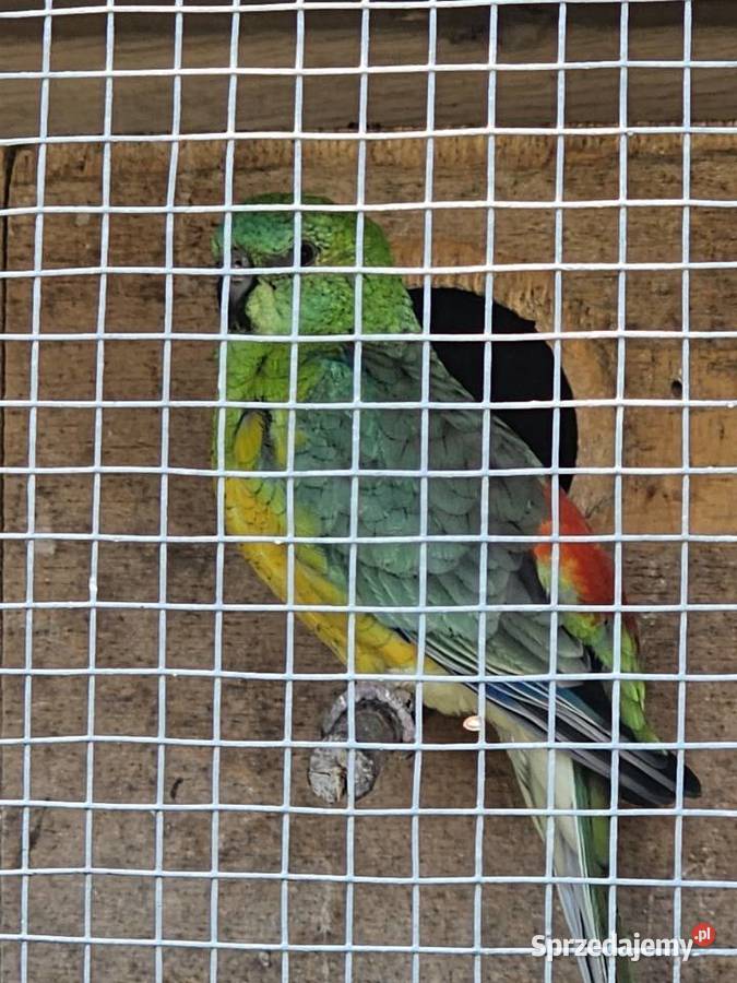 Papugi świergotki para Ptaki Godów