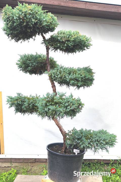 Bonsai Niwaki Jałowiec Blue Carpet podkarpackie Medynia Łańcucka