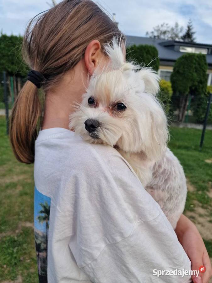Dorosla sunia Maltanczyk Związek Kynologiczny Jasło sprzedam