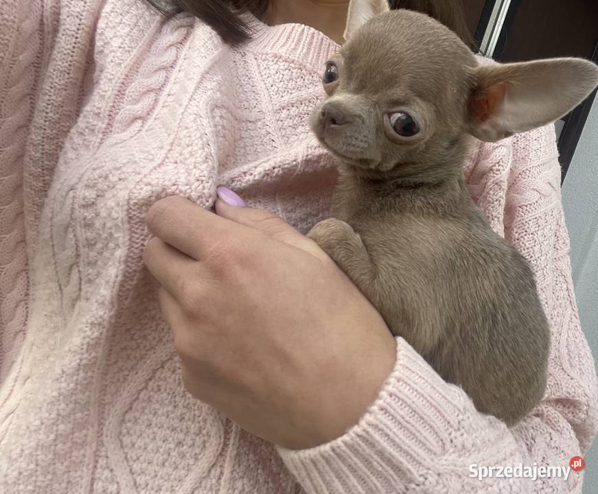 Malutka Chihuahua miniaturkaxxxs Dąbrowa Tarnowska