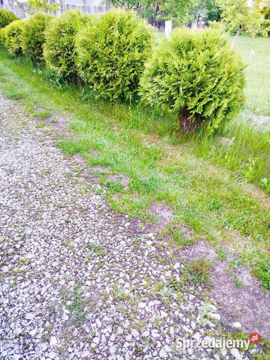 Tuje żywotnik danica bąbki Biłgoraj