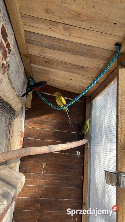 Sprzedam papugi Zwierzęta wielkopolskie Stobno Siódme sprzedam