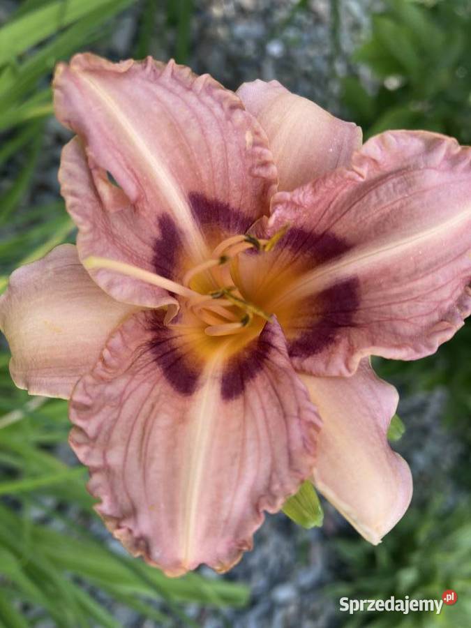 Liliowiec Mix Kolorów Lublin