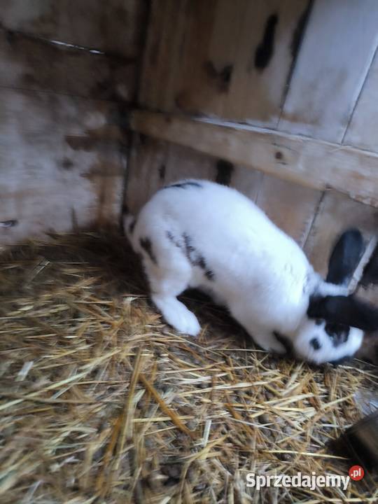 Sprzedam króliki młode są gotowe do odbioru 15 Kuny sprzedam