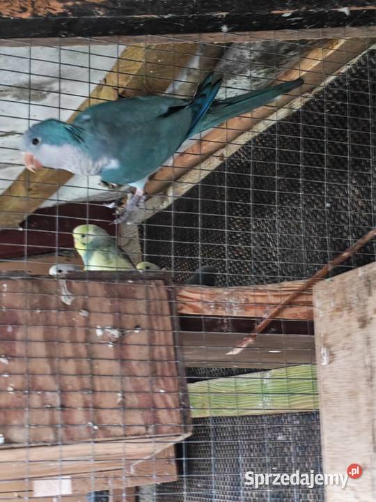 Sprzedam Papugi Mnichy Wielichowo
