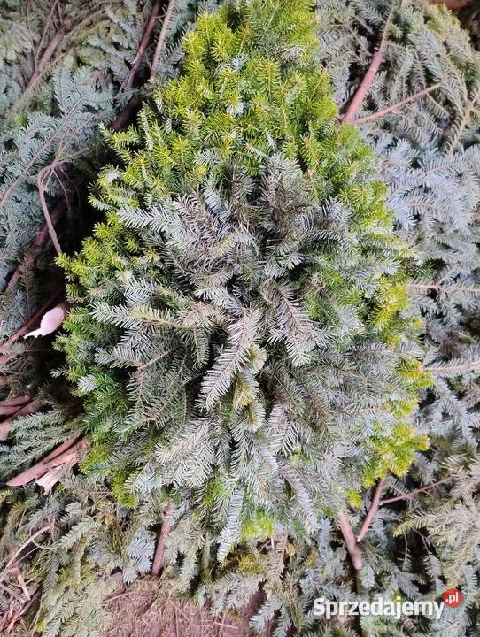 Wieńce wiązanki stroisz jodłowy Pozostałe Lublin