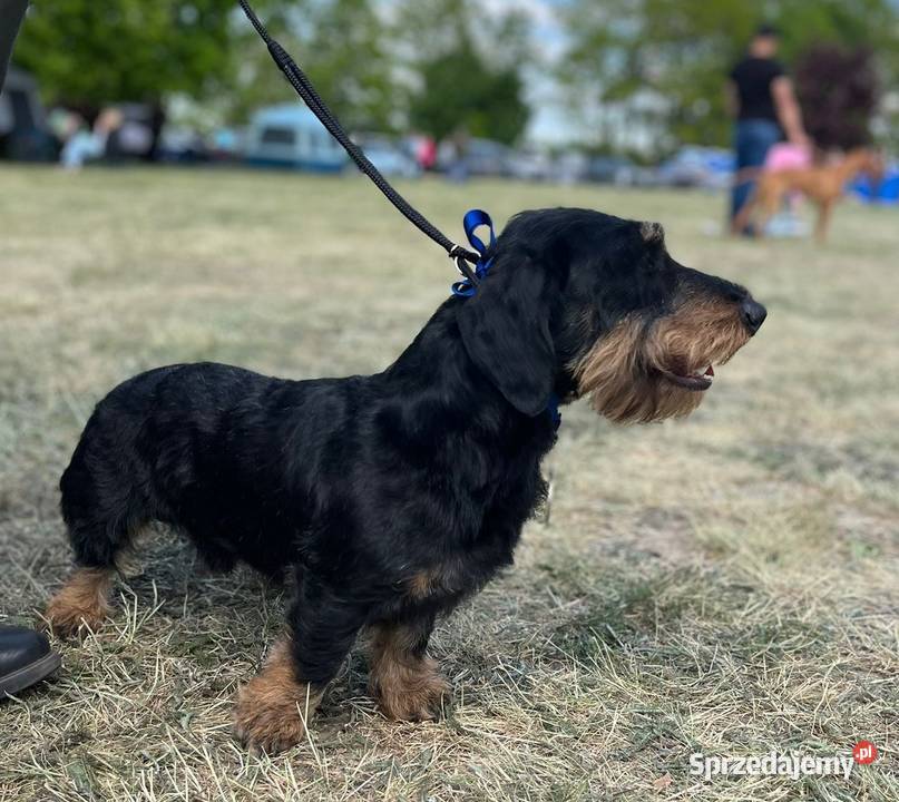 Jamnik Szorstkowłosy Standardowy ZKWP FCI