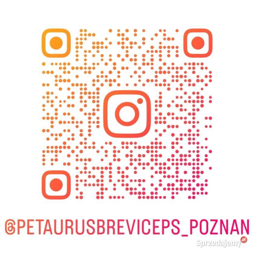 Lotopałanka karłowata