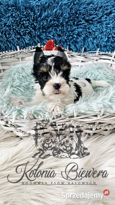 Yorkshire terrier piesek i sunia PASZPORT Sędziejowice