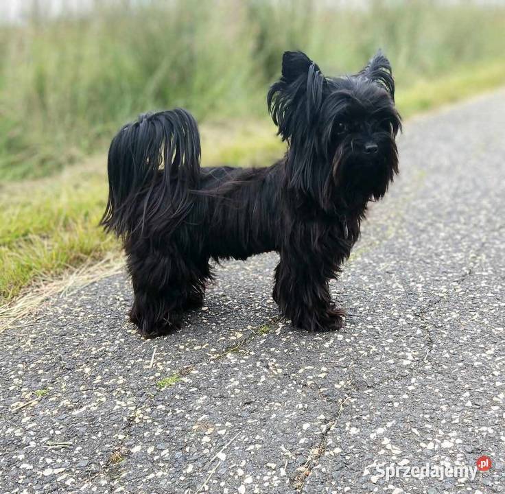 York Yorkshire terrier mini czarny xxs Aleksandrów Łódzki