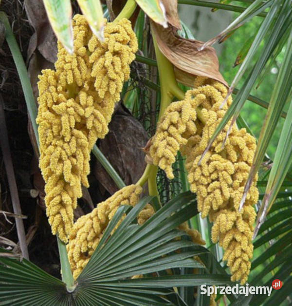 LIWISTONA CHIŃSKA Livistona chinensis NASIONA 10 Lubanie