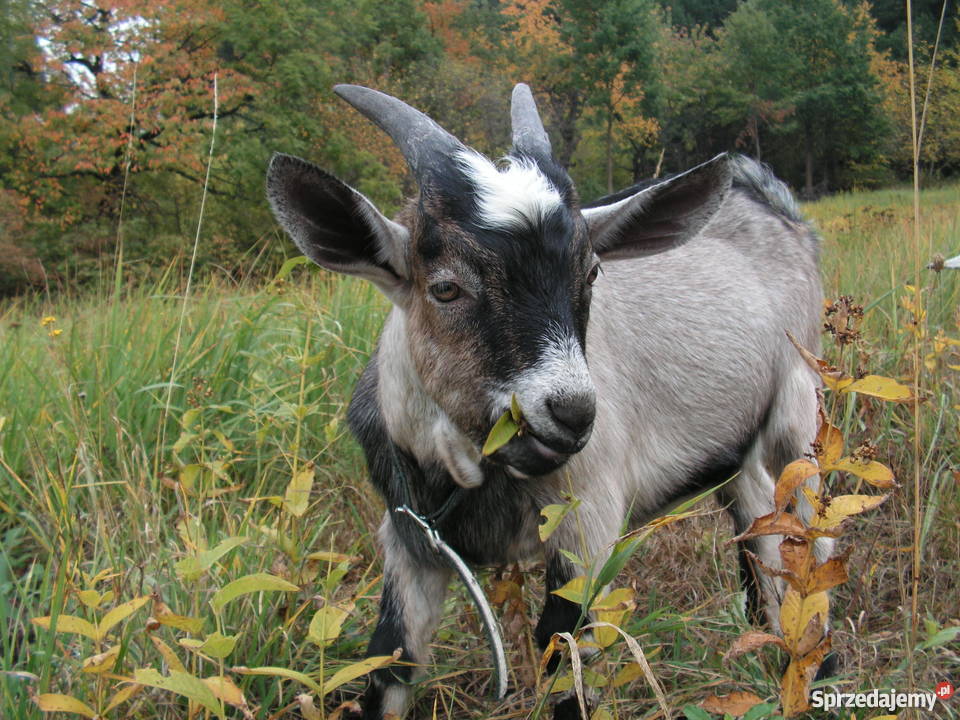 4 miesięczny Koziołek szuka nowego domu dolnośląskie Sady