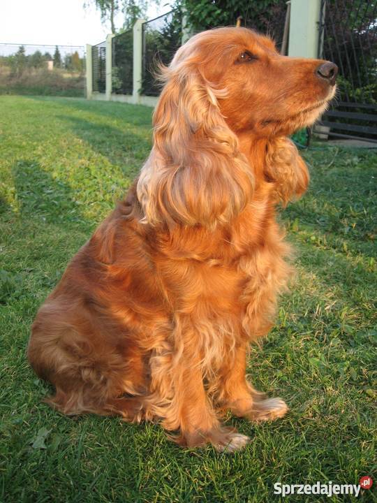 złote szczeniaki cocker spaniel