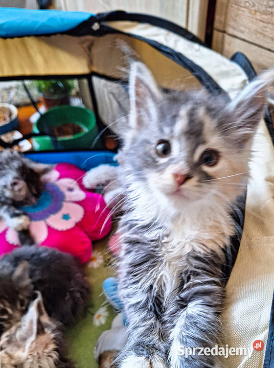 KOTY MAINE COON HODOWLANE Szczecin