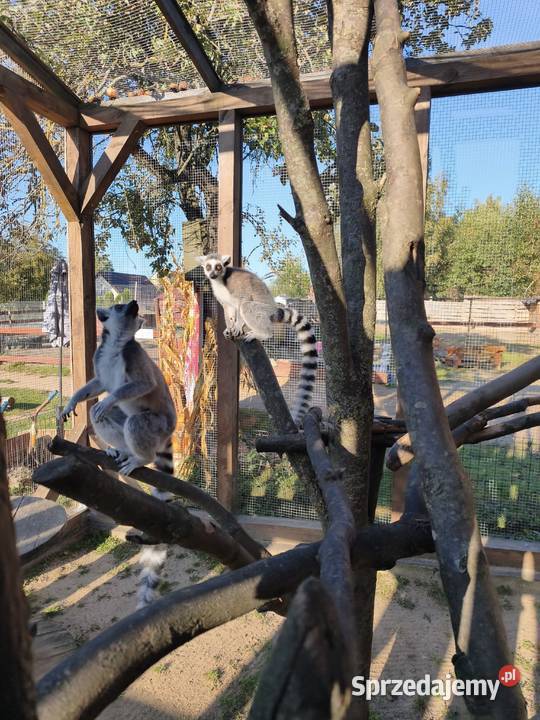 Lemur samica z młodym samcem Łomża