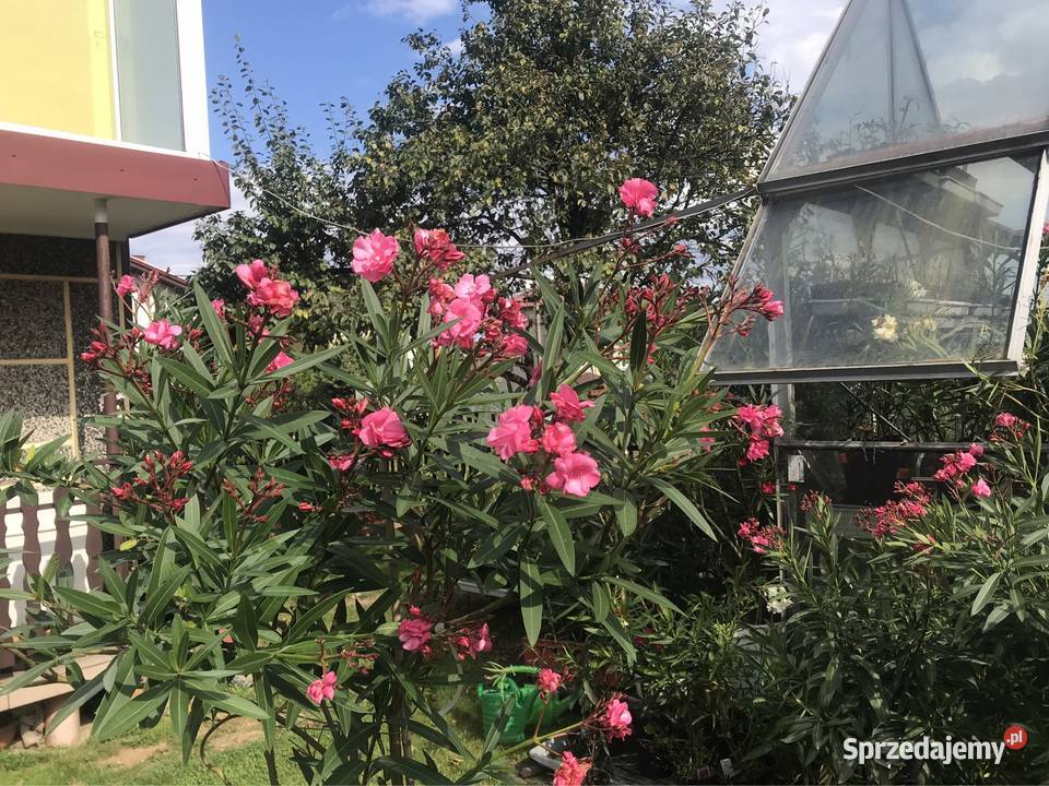 Oleander o pełnych pachnących kwiatach Skawina sprzedam