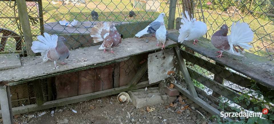 Sprzedam gołębie orliki pawiki Tokarówka sprzedam
