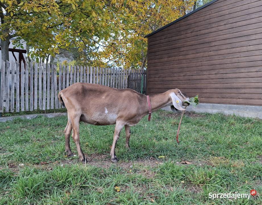 Kozy Anglonubijskie 100 Kozy Giełda zwierząt lubelskie Kock