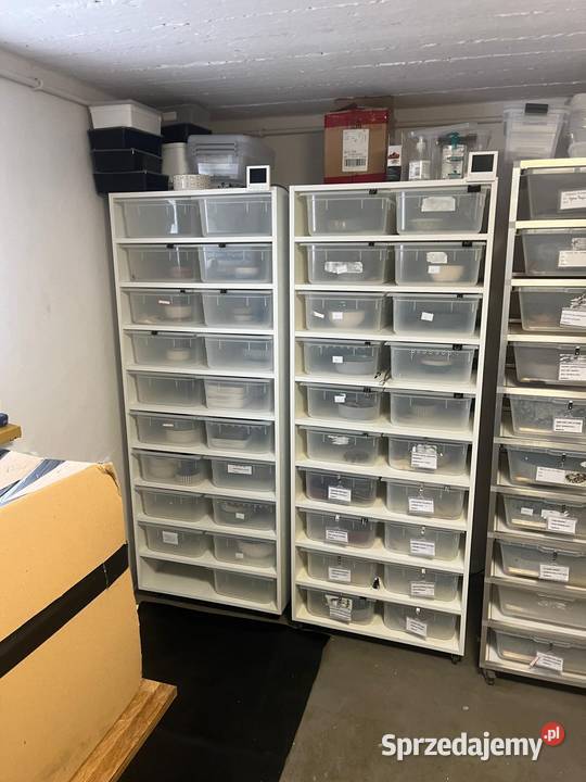 Sprzedam całąhodole pytonów królewskich Koszarawa