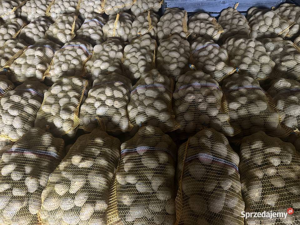 Sprzedam ziemniaki jadalne i odpadowe wielkopolskie Konin
