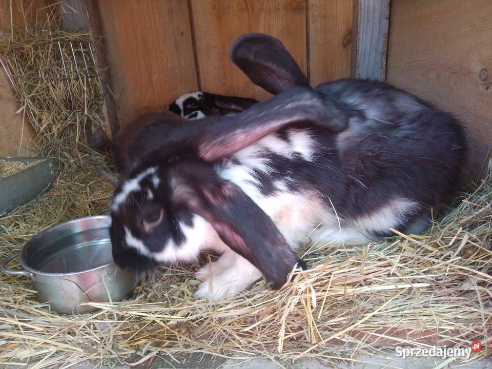 Samica srokacza Gniewowo