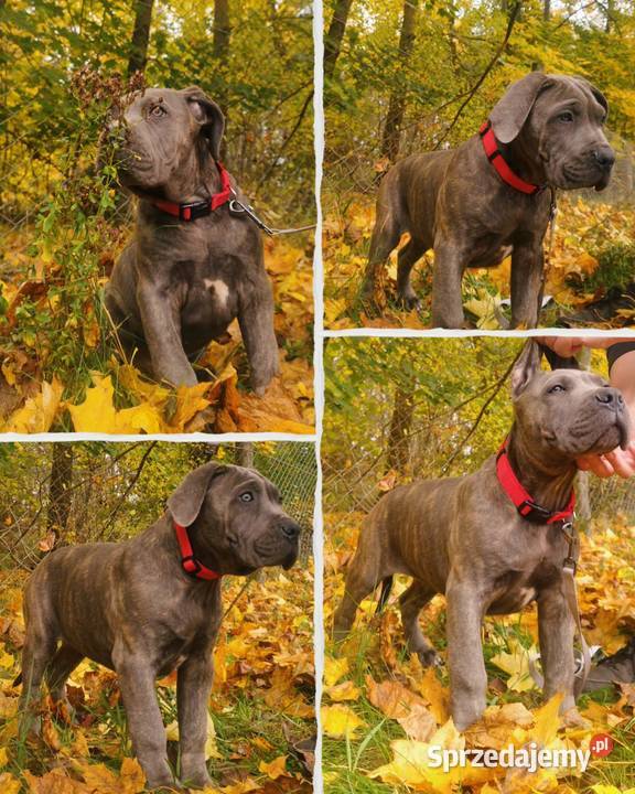 Cane Corso Ksin Fargo Fci kujawsko-pomorskie
