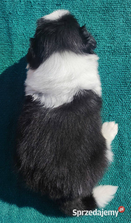 Border Collie przebadani sprawdzeni rodzice Iwonicz
