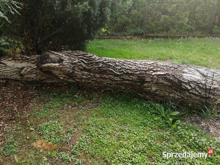 Sprzedam pień orzecha włoskiego sprzedam