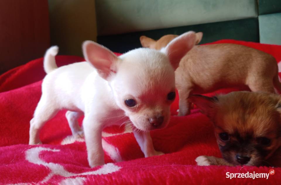 Chihuahua suczka biała i bezowa opolskie Jasienica Dolna