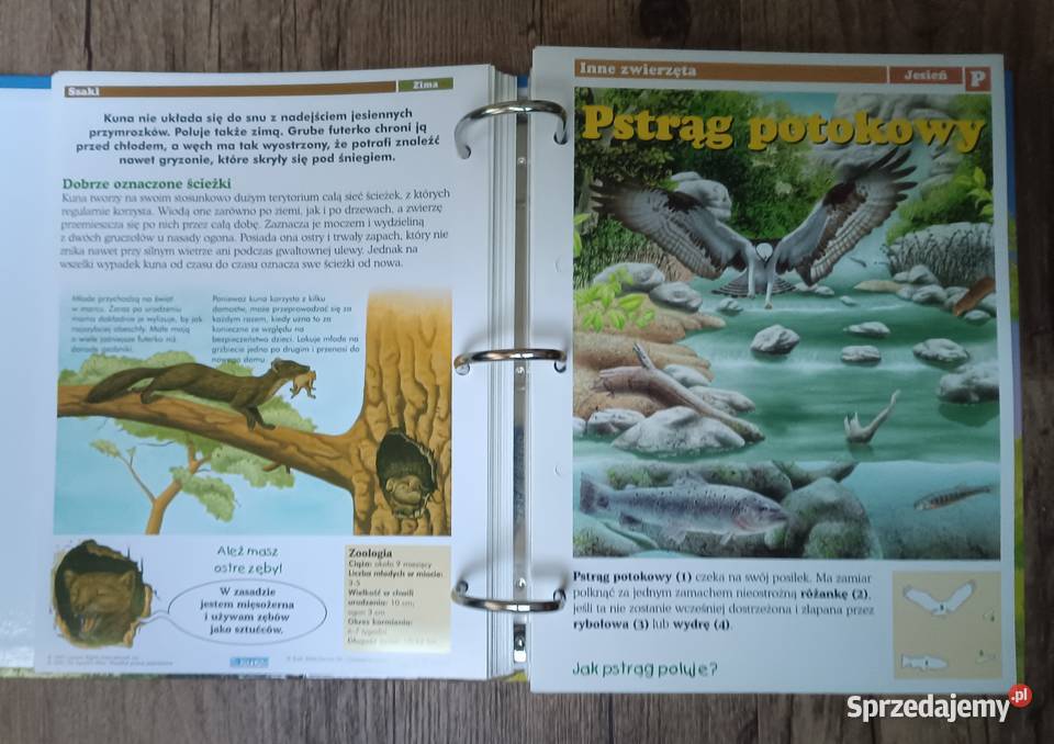 Leśne przygody karty z albumu DeAgostini Zbylitowska Góra