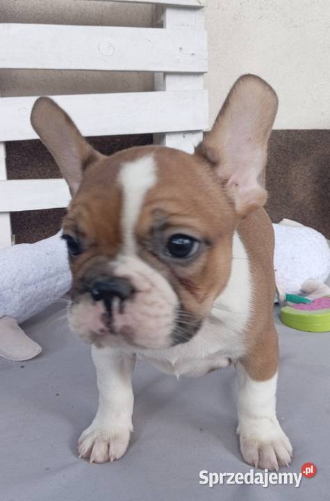 Buldog francuski szcenieta mazowieckie Legionowo sprzedam