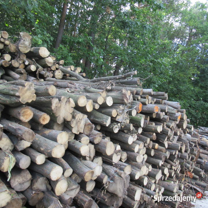 Dąb buk i grab wałkicieńszytańszy Luszowice