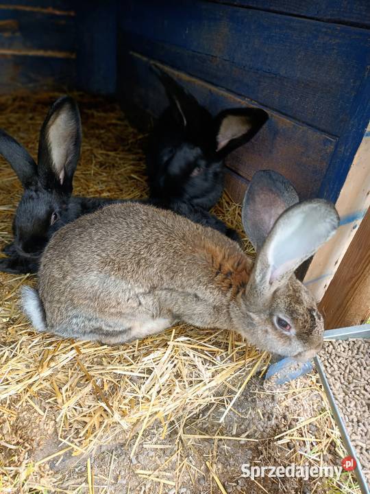 Sprzedam króliki Pozostałe Machnatka