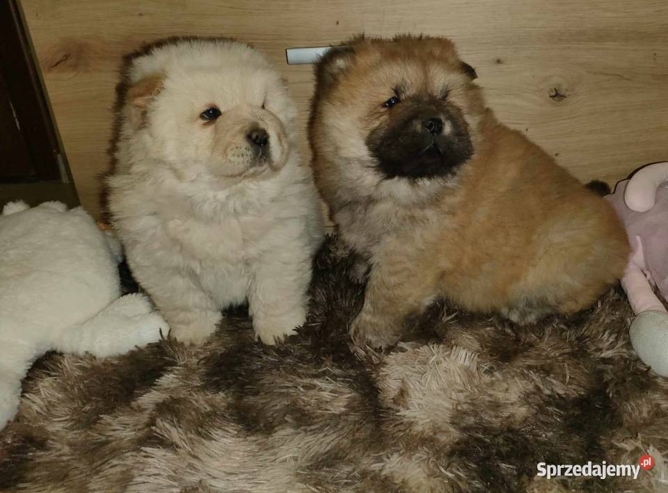 CHOW CHOW CZAU CZAU DO ODBIOORU Warszawa
